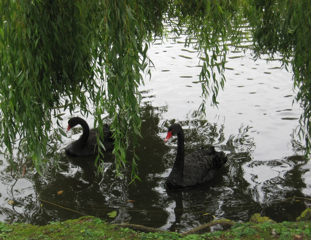 Black swans. Red beaks and eyes.
