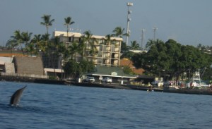 We kayaked in Kona with a school of spinner dolphins. We also saw whales jumping in the distance.