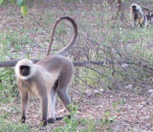 Me and the monkeys loose in India