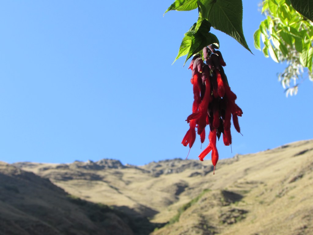 Wild blossom seen on way back