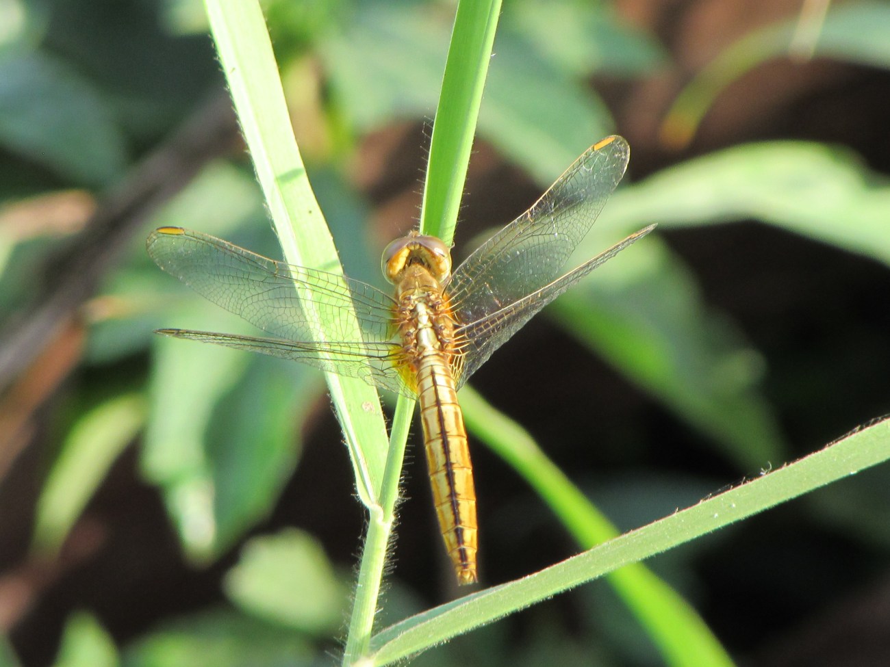 cam-dragonfly-gold-2