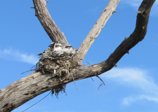 Kayaking 3 baby birds in nest