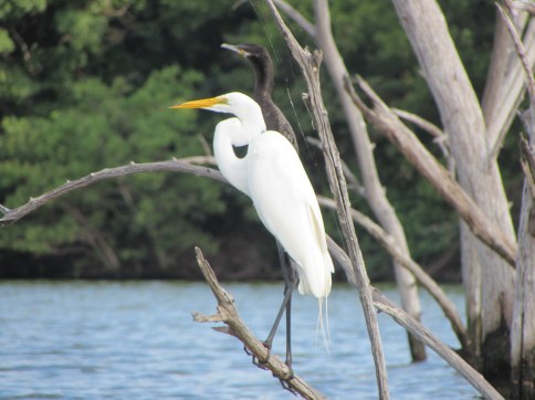 Kayaking White and Black